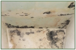 Advance Property Preservation | Condensation Services in London