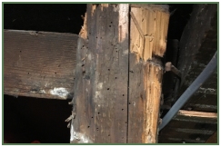 Advance Property Preservation | Timber Infestation Services in London