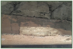 Advance Property Preservation | Timber Infestation Services in London