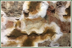 Advance Property Preservation | Dry and Wet Rot Services in London