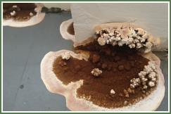 Advance Property Preservation | Dry and Wet Rot Services in London