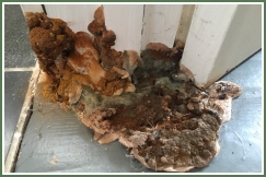 Advance Property Preservation | Dry and Wet Rot Services in London