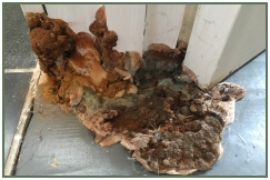Advance Property Preservation | Dry and Wet Rot Services in London